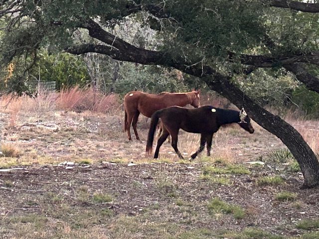 Two newly arrived horses still wearing auction tags beneath a live oak