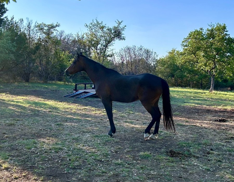 Merry Belle standing in a wooded Texas Hill Country pasture