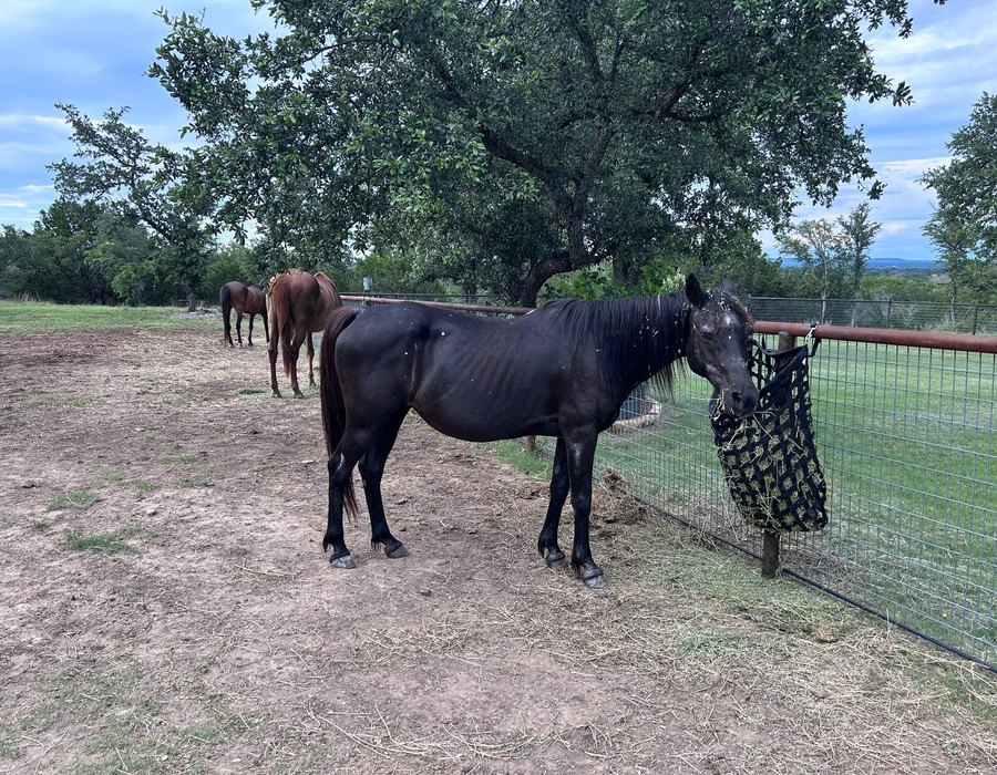 Bubbles, a dark Arabian mare, eating hay at Triple P