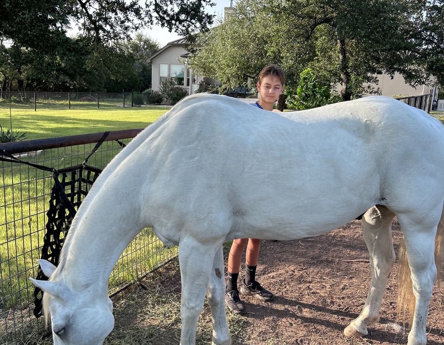 Goose, a white Quarter Horse gelding, eating hay