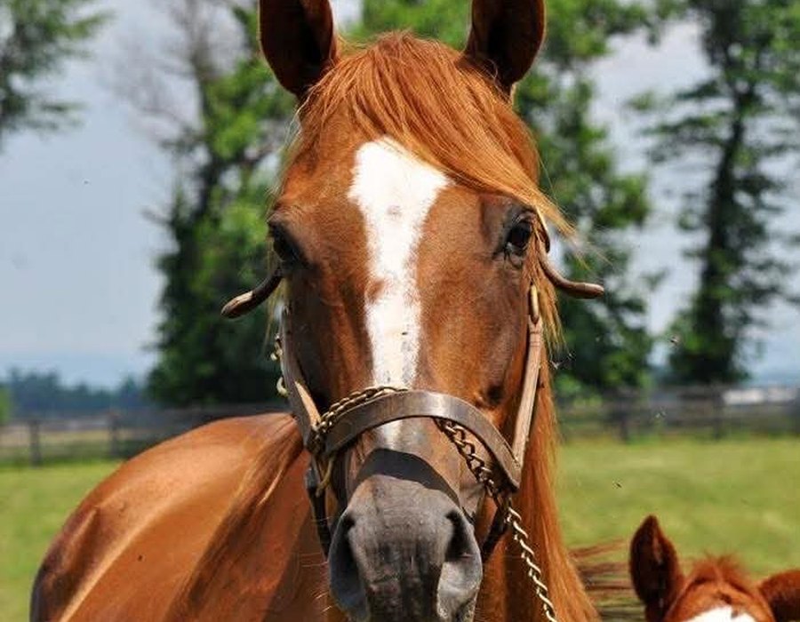 Nutmeg, a chestnut off-track Thoroughbred mare