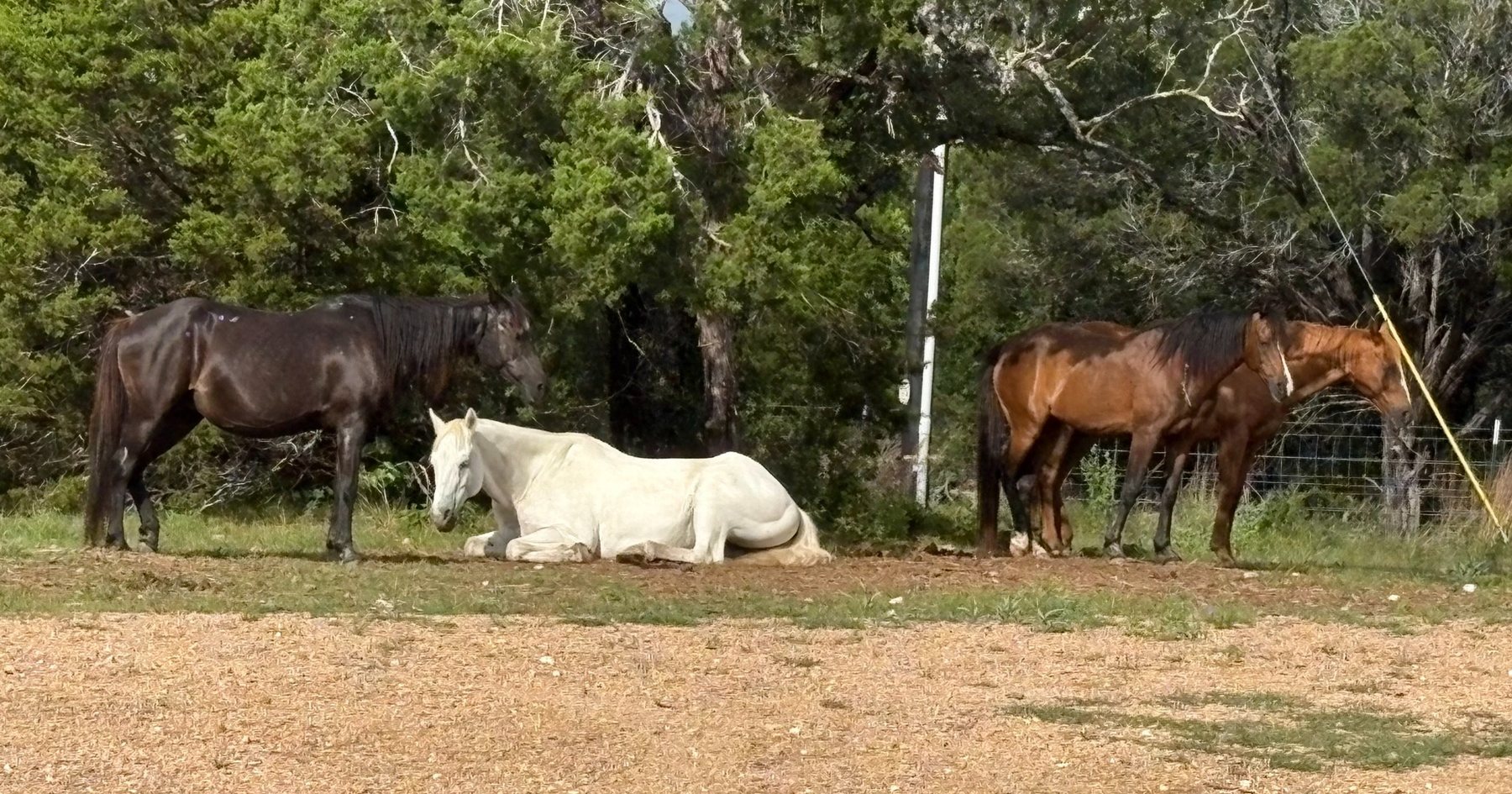 The founding herd resting and grazing peacefully beneath oak trees