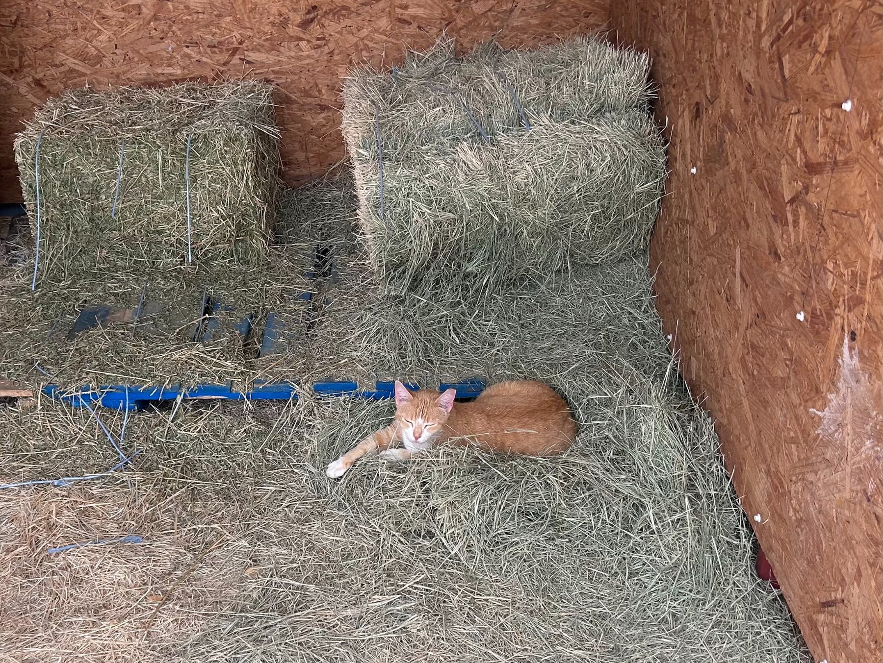 Pearl the watchcat asleep on hay in the barn