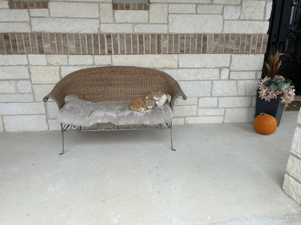 Pearl and Carrots, the Triple P watchcats, asleep together on a porch bench